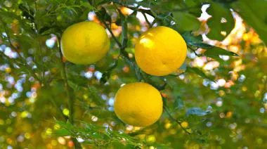 garnishing-instructions-image